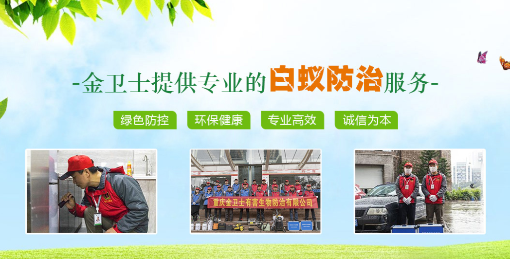 丑陋的蟑螂看起來很可怕。如何解決這種情況？